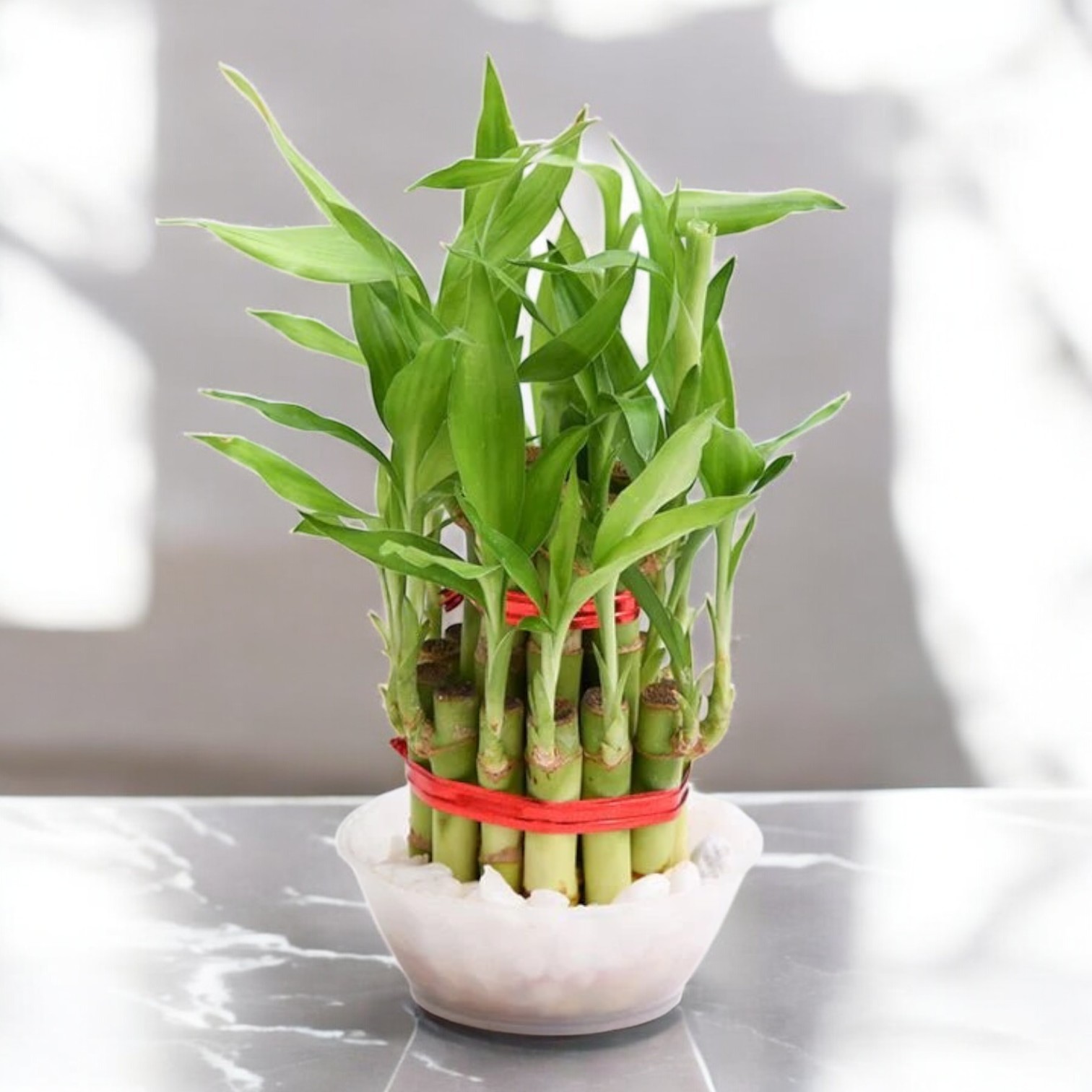 Lucky Bamboo Plant (2 Layer)